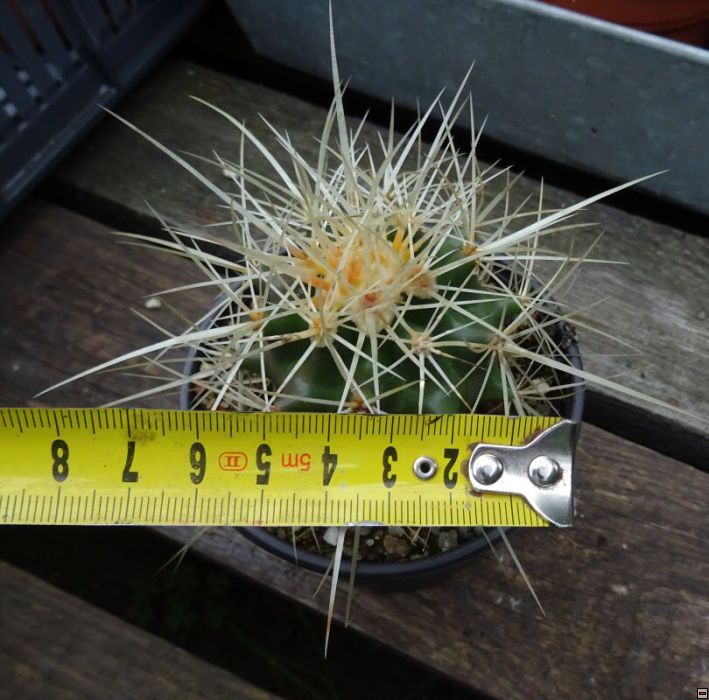 Echinocactus grusonii 40-velikost.jpg